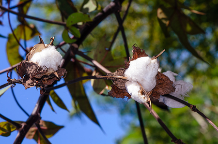 White cotton wool flowers of cotton on branches in dry, brown leaves on a green backgroundの写真素材