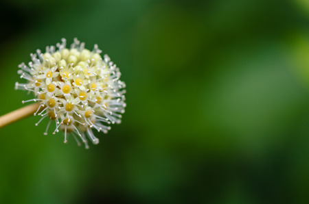 Plant of white yellow, round flower with many small flowers, stamens and pistils, on a green backgroundの写真素材