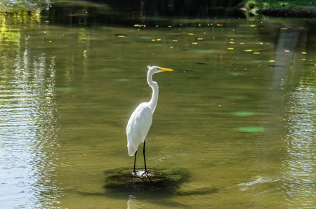 Wild bird, white heron hunting for fish near the pond on a warm, sunny dayの写真素材