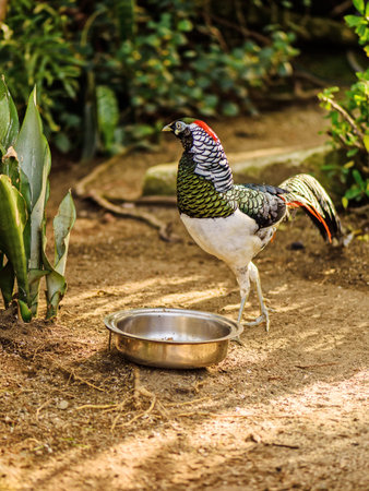 a multi-colored bird of the family of chicken, with red, green, white and blue feathers stands on...