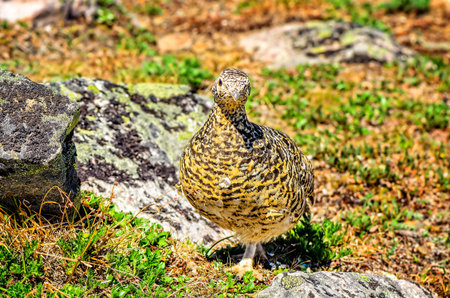 On a bright, sunny summer day, a wild bird, a gray partridge sits near a stone in a yellow green grassの写真素材