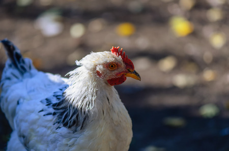 White chicken with black spots and a red comb on the background of brown earth on a warm summer dayの写真素材