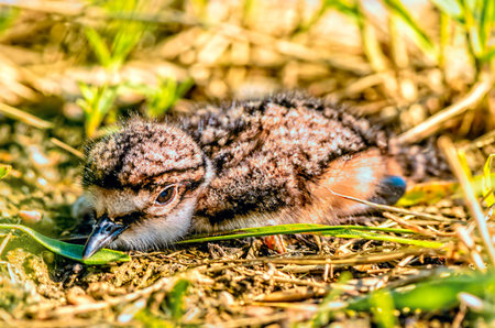 On a sunny spring afternoon, a small gray-brown, fluffy chick sitting in the green grass