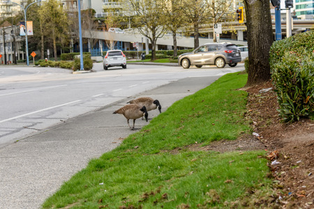 Wild birds, geese pinch the grass in a modern city, on the sidewalk near the road with cars and tall buildingsの写真素材