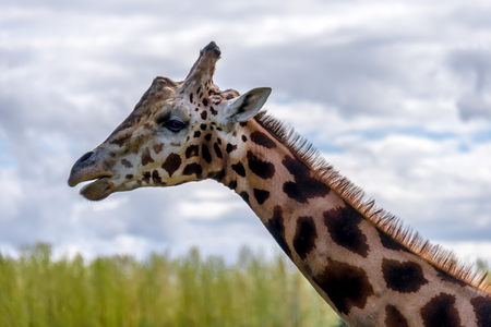 The longest animal, a giraffe stands with open jaws against a background of green grass and blue skyの写真素材