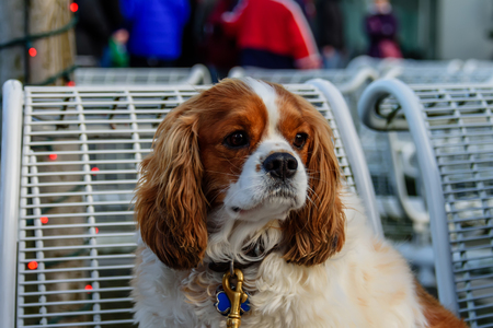A shaggy animal is a brown dog with white hair on its chest, long brown ears, black sad eyesの写真素材