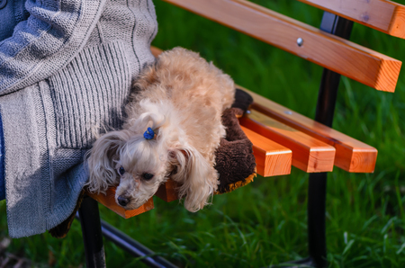 An animal, a dog, a white, shaggy lap dog lies on a wooden bench near the hostess in a gray knitted sweaterの写真素材