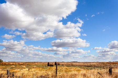 field of yellow grass, haystacks, lush white clouds, blue sky, green forest and wooden shed on a...