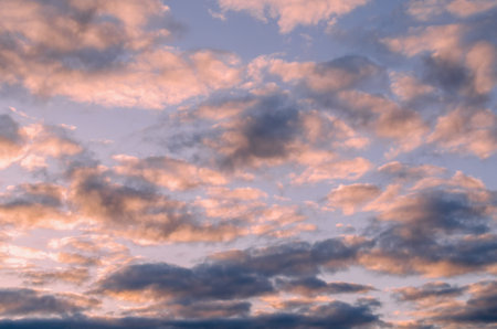 fluffy pink cumulus clouds against the blue evening sky at sunset of the day