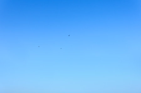 Silhouettes of three birds flying against a clear blue sky on a bright, summer dayの写真素材