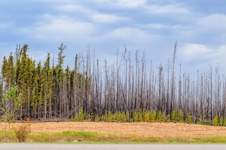 Scorched forest, tall trees with charred trunks and bark, green grass and bushes, yellow chips of...