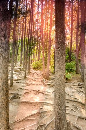 the roots of trees covering the ground in a forest with tall trees and green bushes on a summer sunny dayの写真素材