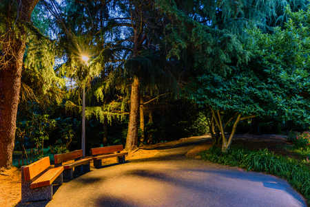 wooden benches in an empty night park, lit by the light of a street lamp, an asphalt pedestrian path, thick bushes and tall coniferous trees, a blue sky in the backgroundの写真素材