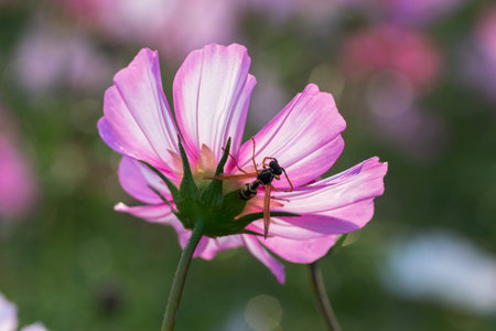 Flower and bee