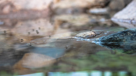 A protruding stone on the surface of the water