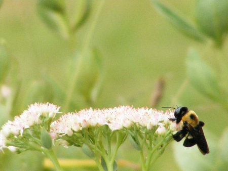 The King Bee