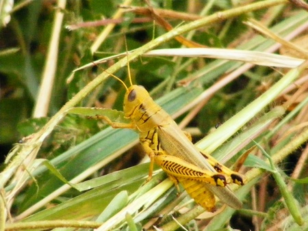 A Grasshopper in the Grassの写真素材