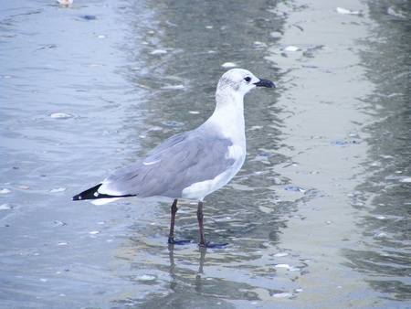 SeaGullの写真素材