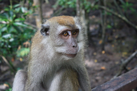 monkeyの写真素材