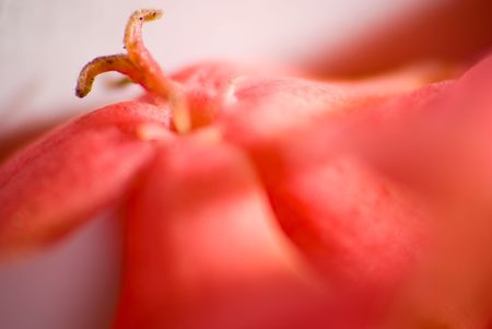 A close up observation of the petals through macro lens, showing the details of natural flowerの写真素材