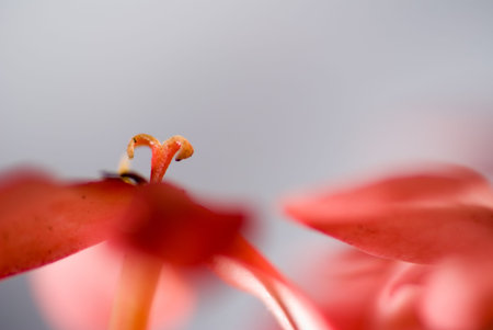 A close up observation of the petals through macro lens, showing the details of natural flowerの写真素材