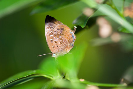 A butterfly stops and stands on green grass in natural setting, wildlife of singapore