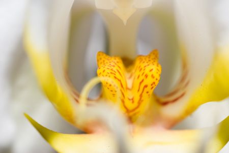 The close up observation of beautiful flowers in details.の写真素材