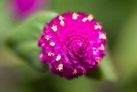 The close up observation of beautiful flowers in details.の写真素材