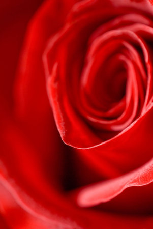 The close up observation of beautiful flowers in details.の写真素材