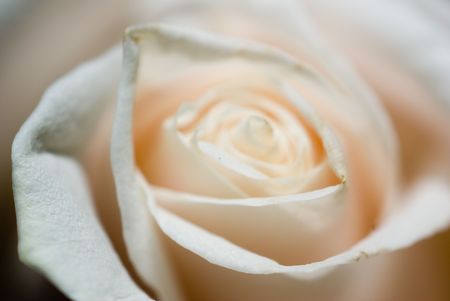 The close up observation of beautiful flowers in details.の写真素材