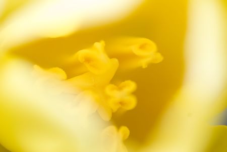 The close up observation of beautiful flowers in details.の写真素材