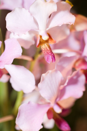 The close up observation of beautiful flowers in details.
