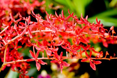 The close up observation of beautiful flowers in details.の写真素材