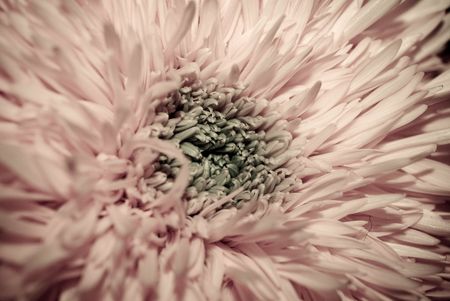 The close up observation of beautiful flowers in details.の写真素材