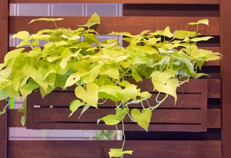 green growing leaves on wooden shelf as the backgroundの写真素材