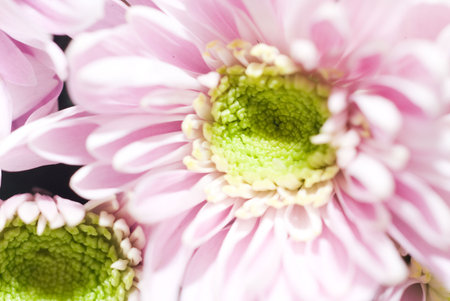 The close up observation of beautiful flowers in details.の写真素材