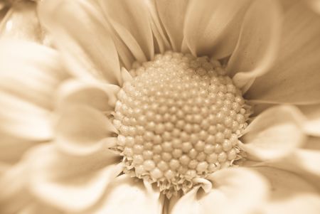 The close up observation of beautiful flowers in details.の写真素材