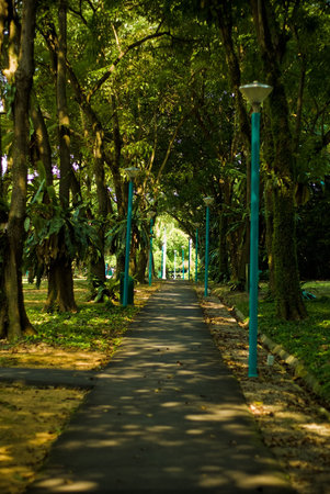 Light and shadow along the alley in tropical park