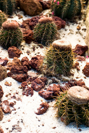 Barrel Cactus with sand and stones around in wild Mexico desertの写真素材