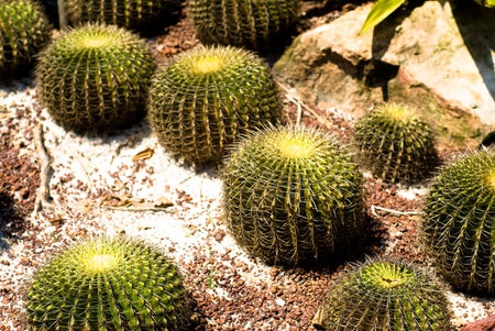 Barrel Cactus with sand and stones around in wild Mexico desert