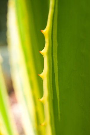 close up observation of green prickly cactus in desertの写真素材