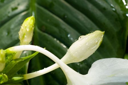 close up observation of white snake  with leaves and dropletsの写真素材