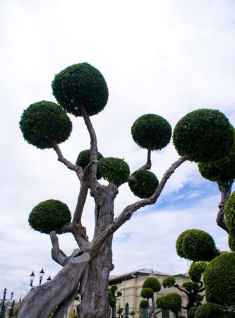 Tree leaves cut in to ball shape in royal palace