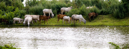 animal feed themselves along the river in thailand countryの写真素材
