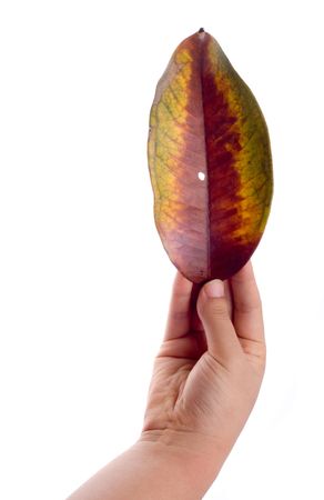 Slim female hand holding fallen leaf isolated on whiteの写真素材