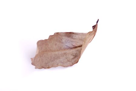 beautiful autumn leaf isolated on white backgroundの写真素材