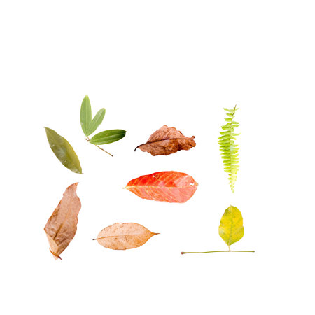 colorful autumn leaves isolated on white background