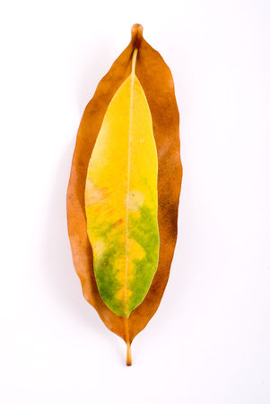 beautiful autumn leaf isolated on white background