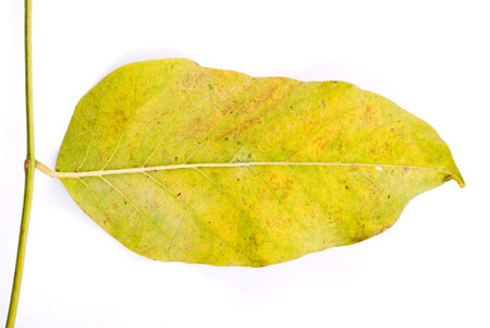 beautiful autumn leaf isolated on white background