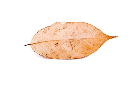 beautiful autumn leaf isolated on white backgroundの写真素材